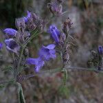 Strobilanthes tomentosa