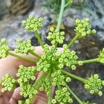 Crithmum maritimum花