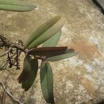 Rhipidoglossum rutilum Leaf