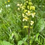 Pedicularis ascendens Leaf