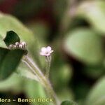 Myosotis speluncicola Other