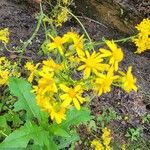 Senecio ampullaceus Flower