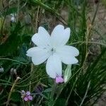 Eudianthe coelirosa Floare