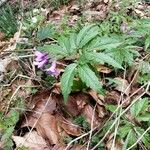 Cardamine glanduligera Flors