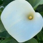 Zantedeschia aethiopica Blüte