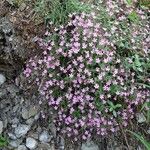 Saponaria ocymoides عادت داشتن