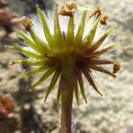 Senecio californicus Blüte