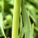 Fritillaria persica Bark