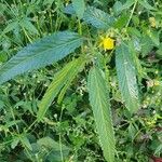 Corchorus trilocularis Leaf