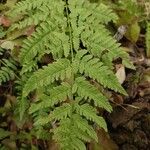 Dryopteris carthusiana Leaf