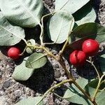 Cotoneaster multiflorus Levél