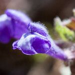 Scutellaria tuberosa Flor