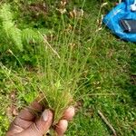 Juncus bufonius Лист