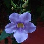 Thunbergia grandiflora花