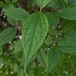 Philadelphus tomentosus Leaf