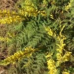 Corydalis cheilanthifolia Flor