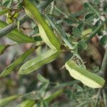 Cytisus spinosus Muu