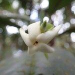 Atractocarpus pterocarpon Flower