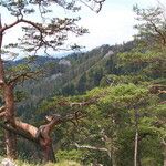 Pinus sylvestris বাকল