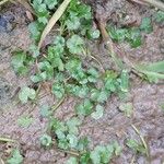 Ranunculus hederaceus Leaf