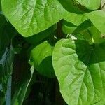 Aristolochia tomentosa List
