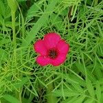 Linum grandiflorumFlower