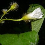 Distimake aegyptius फूल