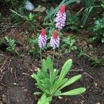 Primula vialii Habit