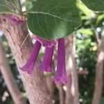 Iochroma cyaneum Blomma