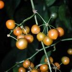 Smilax febrifuga Meyve