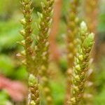 Selaginella helvetica Fruit