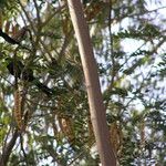 Albizia lebbeck Fruit