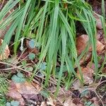 Carex microglochin Blad