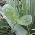 Silene gallica Blad