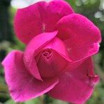 Rosa lucieae फूल