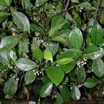 Clusia croatii Habit