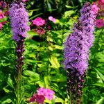 Liatris spicata Цветок