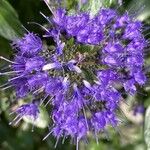 Caryopteris × clandonensis Çiçek