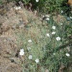 Calystegia longipes Агульны выгляд