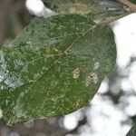 Cordia africana برگ