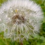 Taraxacum sect. TaraxacumFruit