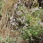 Nepeta nepetella その他の提案