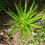 Liatris spicata Feuille