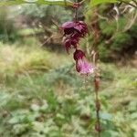 Leycesteria formosa 花