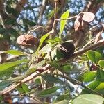 Copaifera langsdorffii Fruit