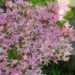 Hylotelephium telephium Fula