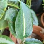 Dieffenbachia oerstedii Liść