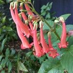 Phygelius aequalis Flower