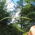 Alstonia lenormandii 树皮