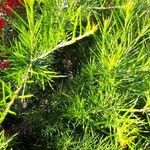 Grevillea juniperina Leaf